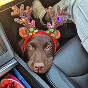 Arlo a rejoint le concours — aidez-le/la à gagner de superbes lots ! dog, reindeer_antlers, christmas_lights, car_interior, seat, keys, glasses, tablet, clothing, pet, brown_dog, cute, holiday, festive, looking_up, leather_seat, car_console, casual, indoor, accessories