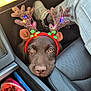 dog, reindeer_antlers, christmas_lights, car_interior, seat, keys, glasses, tablet, clothing, pet, brown_dog, cute, holiday, festive, looking_up, leather_seat, car_console, casual, indoor, accessories