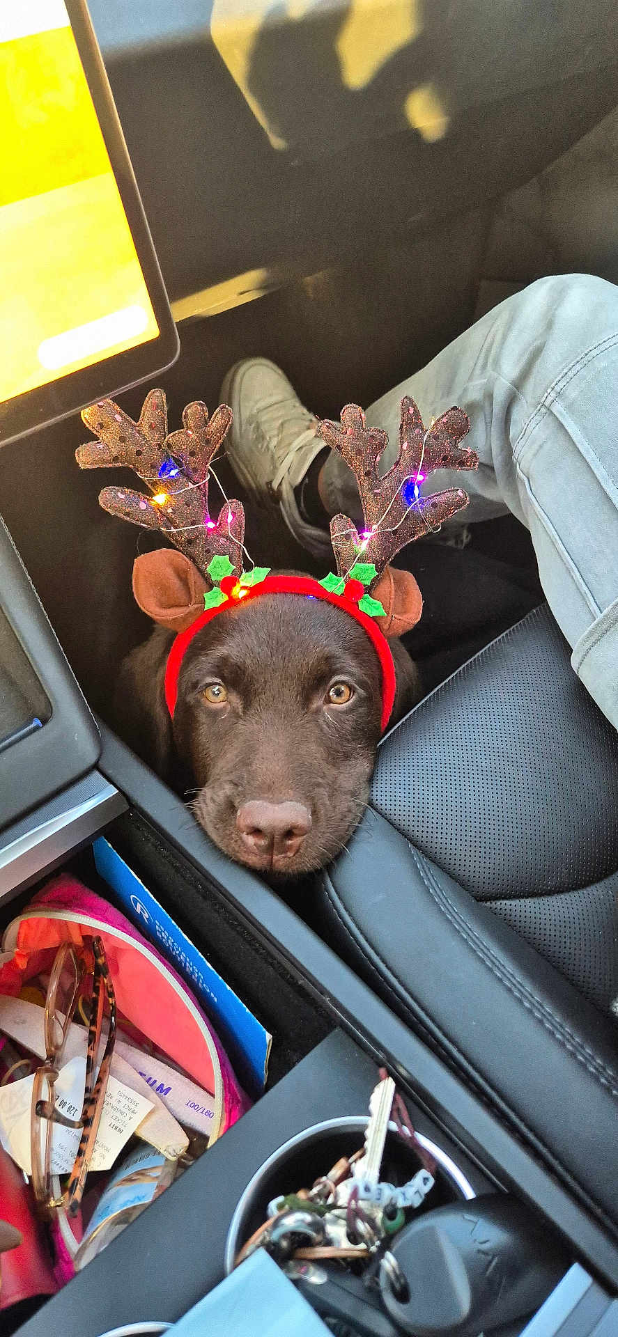 Arlo a rejoint le concours — aidez-le/la à gagner de superbes lots ! dog, reindeer_antlers, christmas_lights, car_interior, seat, keys, glasses, tablet, clothing, pet, brown_dog, cute, holiday, festive, looking_up, leather_seat, car_console, casual, indoor, accessories