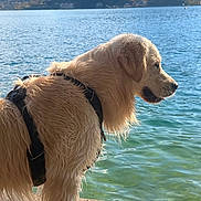 Voltaire participe au concours pour gagner de l'argent avec cette photo : dog, golden_retriever, wet_fur, harness, water, lake, outdoor, nature, animal, canine, side_view, daylight, reflection, shore, landscape, blue_sky, calm, peaceful, summer, pet