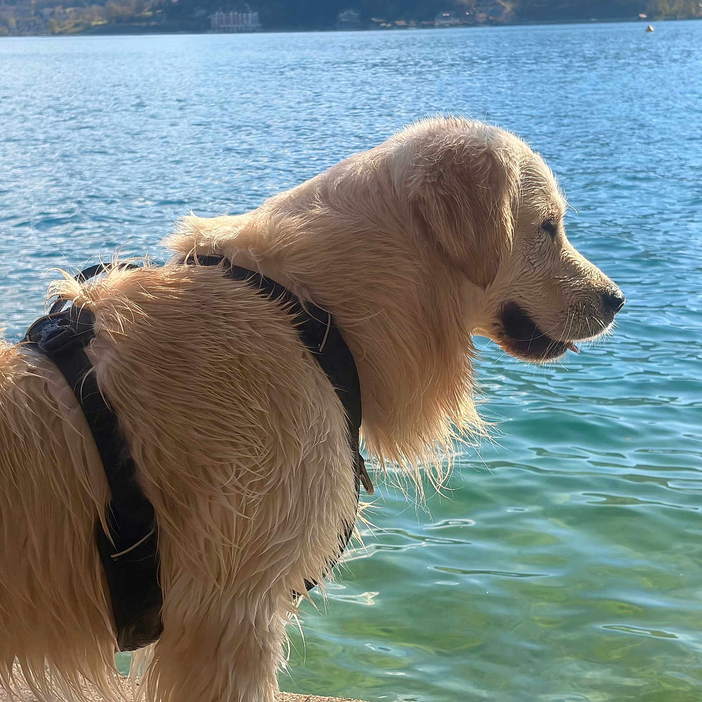 Voltaire participe au concours pour gagner de l'argent avec cette photo : dog, golden_retriever, wet_fur, harness, water, lake, outdoor, nature, animal, canine, side_view, daylight, reflection, shore, landscape, blue_sky, calm, peaceful, summer, pet