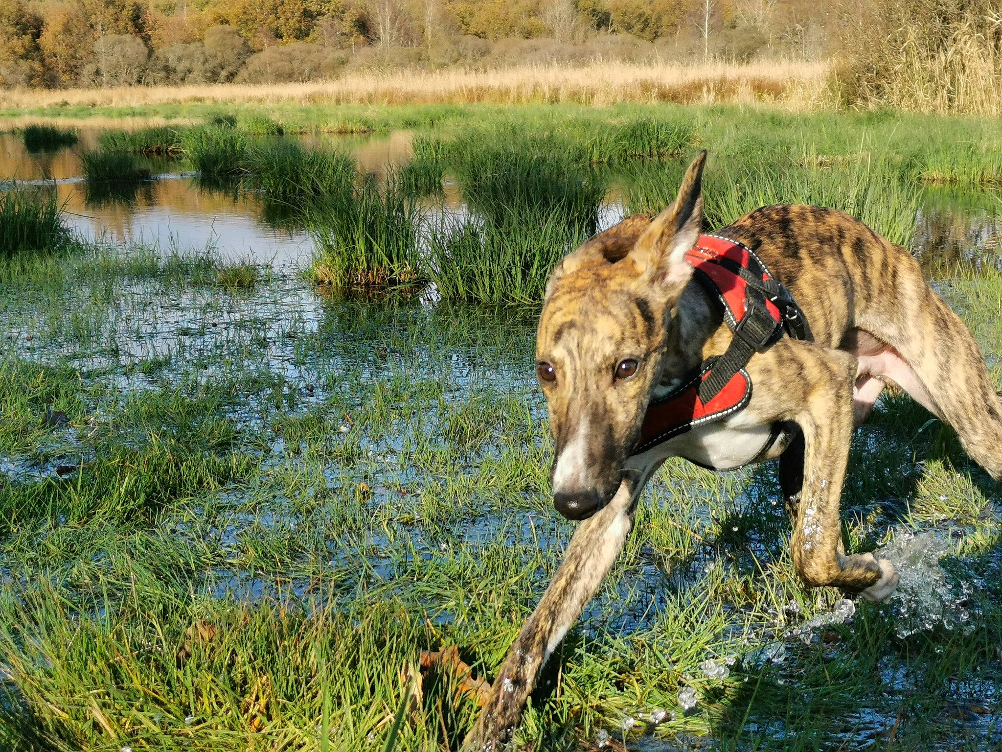 Shakra a rejoint le concours — aidez-le/la à gagner de superbes lots ! bog, canidae, carnivore, dog, dog_breed, fawn, freshwater_marsh, german_shepherd_dog, grass, grassland, lake, natural_landscape, pasture, plant, terrestrial_animal, tidal_marsh, water, wetland, wildlife, working_animal