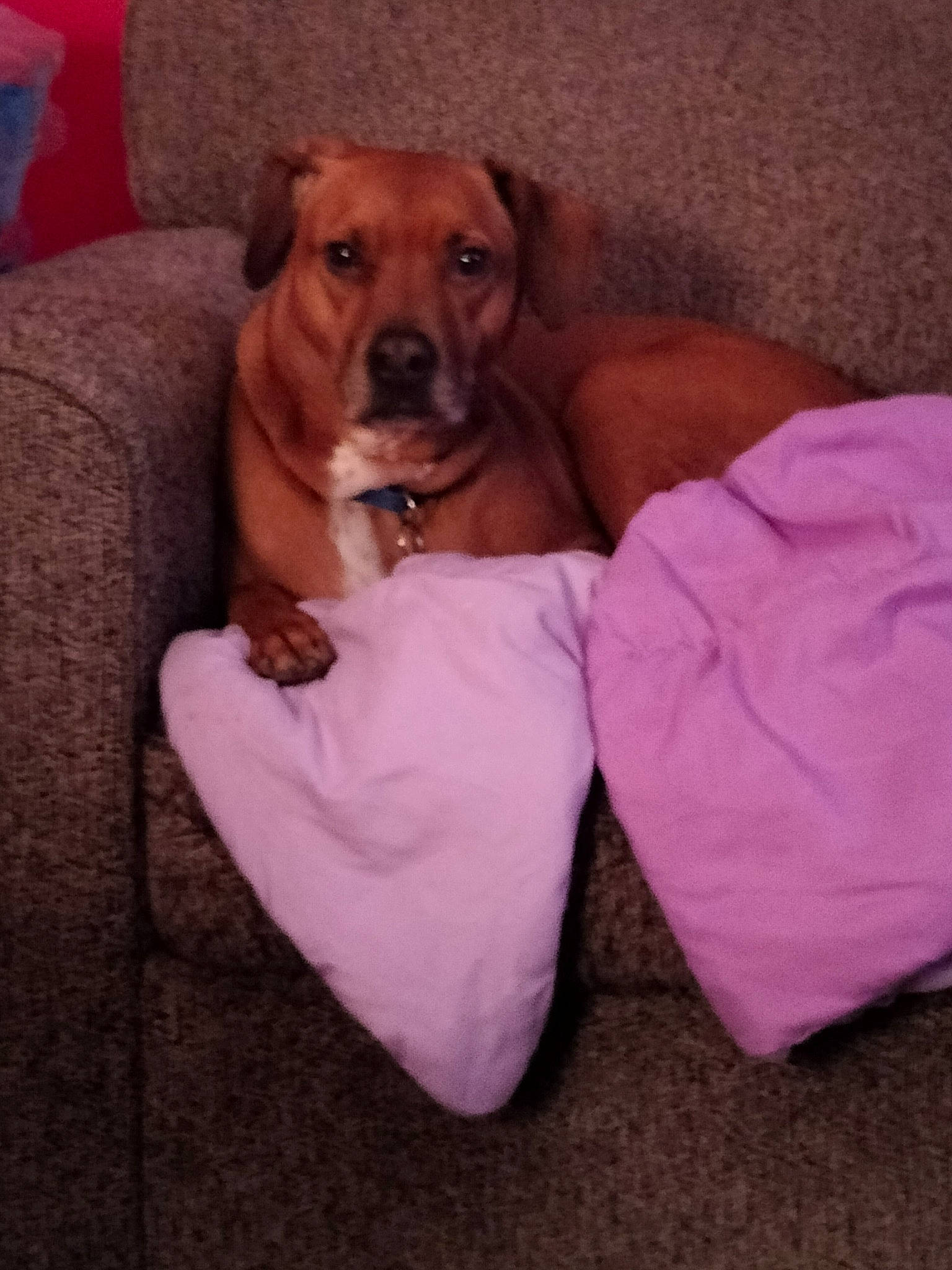 Dozer is registered to the contest to win money with this photo: canidae, carnivore, collar, comfort, companion_dog, dog, dog_bed, dog_breed, dog_collar, dog_supply, fawn, hardwood, linens, liver, paw, pet_supply, snout, sporting_group, whiskers, working_animal