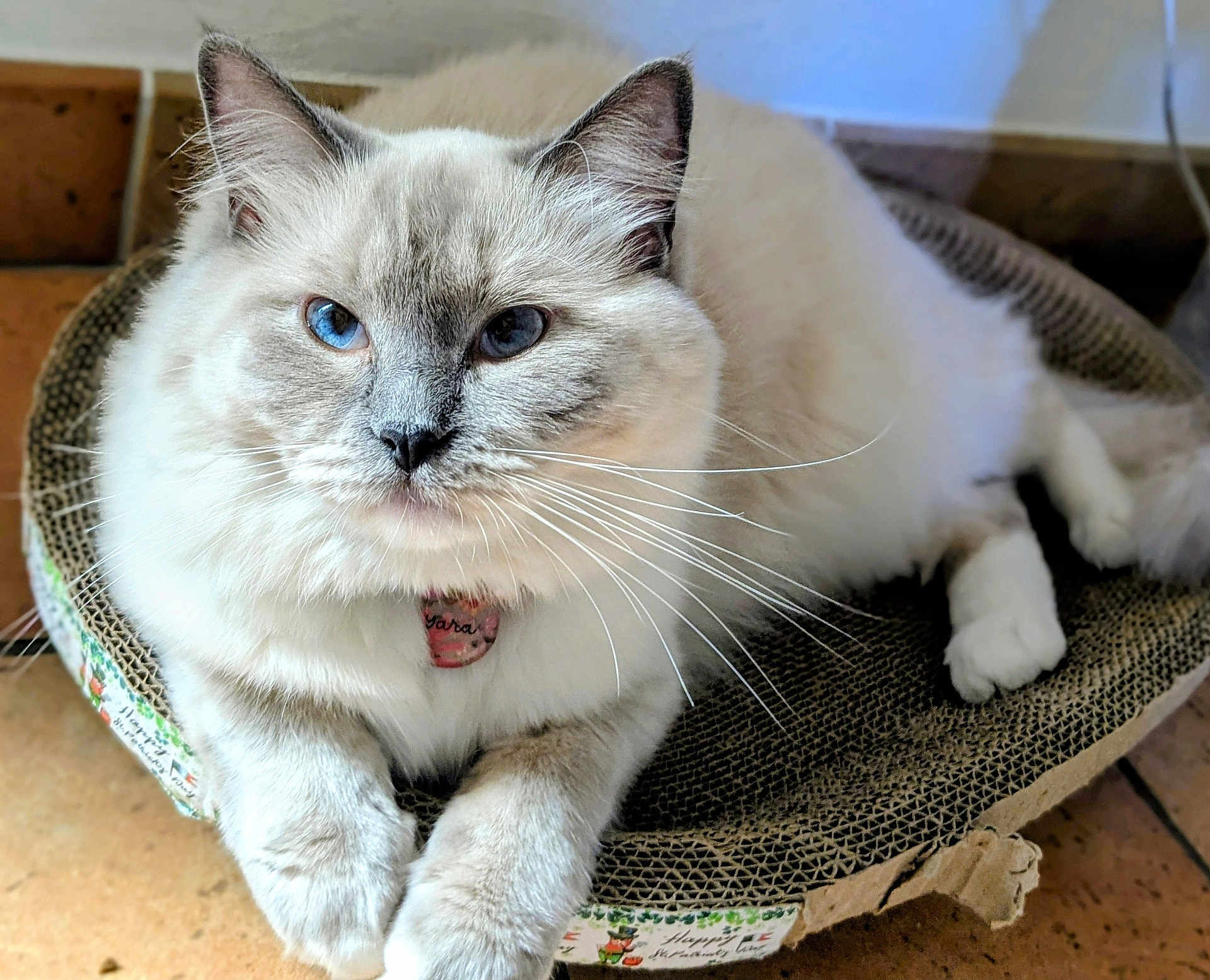 Yara participe au concours pour gagner de l'argent avec cette photo : cat, blue_eyes, fluffy, indoor, pet, feline, whiskers, scratch_pad, relaxed, cute, animal, close_up, fur, domestic_cat, resting, portrait, paw, floor, collar, tag