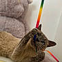 cat, playful, ribbon, colorful, rainbow, paw, bite, feline, curious, indoor, toy, soft, furry, pet, animal, closeup, blue_eyes, whiskers, blurred_background, stuffed_toy