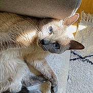 Maya participe au concours pour gagner de l'argent avec cette photo : blue_eyes, cat, closeup, couch, cozy, cushion, feline, fur, home, indoor, looking_at_camera, paw, pet, portrait, relaxing, rug, siamese_like, sunlight, tail, whiskers