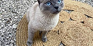 Maya participe au concours pour gagner de l'argent avec cette photo : cat, blue_eyes, animal, pet, fur, outdoor, gravel, mat, woven_mat, sitting, looking_up, close_up, mammal, whiskers, cute, domestic_cat, gray_fur, alert, nature, curious