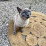 cat, blue_eyes, animal, pet, fur, outdoor, gravel, mat, woven_mat, sitting, looking_up, close_up, mammal, whiskers, cute, domestic_cat, gray_fur, alert, nature, curious