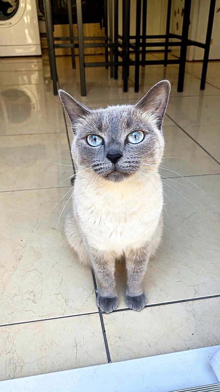 Maya