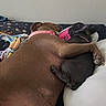 dog, brown_dog, black_dog, sleeping, snuggling, bed, blanket, towel, collar, paw, cozy, cute, pet, animal, indoor, resting, friendship, companion, relaxation, napping