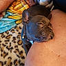 Luna is registered to the contest to win money with this photo: dog, puppy, french_bulldog, sleepy, resting, person, leg, blanket, leopard_print, cozy, indoor, fur, collar, bell, pet, animal, cute, relaxed, nap, companion