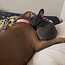 Luna joined the competition — help win amazing prizes! dog, puppy, sleeping, snuggling, bed, collar, brown_dog, gray_dog, pet, animal, cute, friendship, cozy, resting, indoor, blanket, fur, companion, relaxation, cute_animals