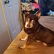 Nevaeh joined the competition — help win amazing prizes! animal, bed, brown_dog, canine, clothes, dog, domestic, door, ears, fan, furniture, household, indoor, looking, pet, pile, portrait, resting, room, small_dog