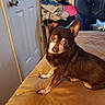 animal, bed, brown_dog, canine, clothes, dog, domestic, door, ears, fan, furniture, household, indoor, looking, pet, pile, portrait, resting, room, small_dog