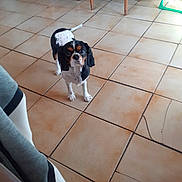 Prunelle a rejoint le concours — aidez-le/la à gagner de superbes lots ! accessories, animal, beagle, bulldog, canine, chair, dog, flagstone, furniture, hound, path, person, pet, plywood, puppy, slate, strap, tile, walkway, wood