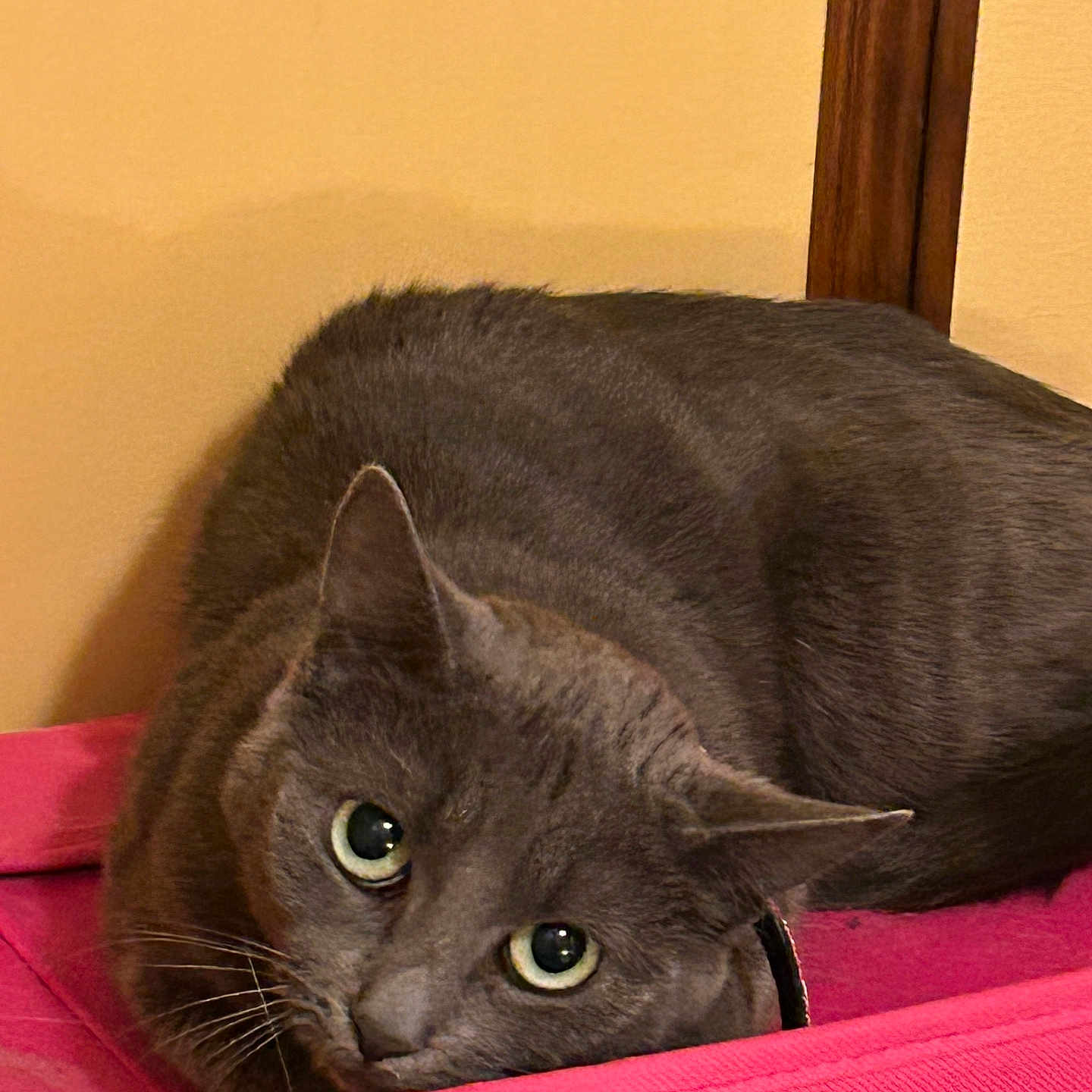 Odeline a rejoint le concours — aidez-le/la à gagner de superbes lots ! abyssinian, alloywheel, animal, armchair, blackcat, blanket, car, carwheel, cat, chair, closet, couch, cupboard, furniture, hardwood, kitten, manx, pet, siamese, wood