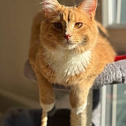 Moustache participe au concours pour gagner de l'argent avec cette photo : animal, cat, cat_tree, closeup, cozy, cute, domestic_cat, ears, feline, fur, indoor, orange_tabby, paws, pet, portrait, relaxed, resting, sunlight, whiskers, window