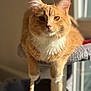 animal, cat, cat_tree, closeup, cozy, cute, domestic_cat, ears, feline, fur, indoor, orange_tabby, paws, pet, portrait, relaxed, resting, sunlight, whiskers, window