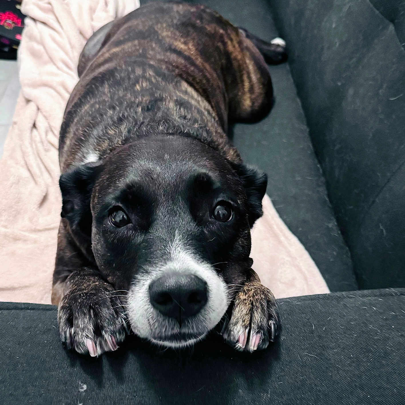 Kaya a rejoint le concours — aidez-le/la à gagner de superbes lots ! animal, architecture, boxer, building, bulldog, canine, couch, dog, frenchbulldog, furniture, hound, indoors, labradorretriever, person, pet, pitbull, pointer, puppy, sleeping, snout