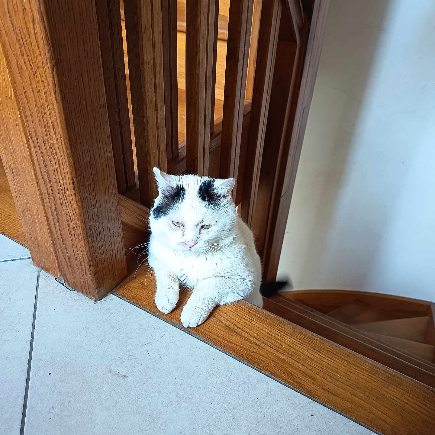 Neige a rejoint le concours — aidez-le/la à gagner de superbes lots ! animal, black_markings, cat, cute, domestic_cat, feline, floor_tiles, fur, home_interior, indoor, paw, pet, relaxed, resting, stair_railing, stairs, tile_floor, white_cat, wood, wooden_stairs