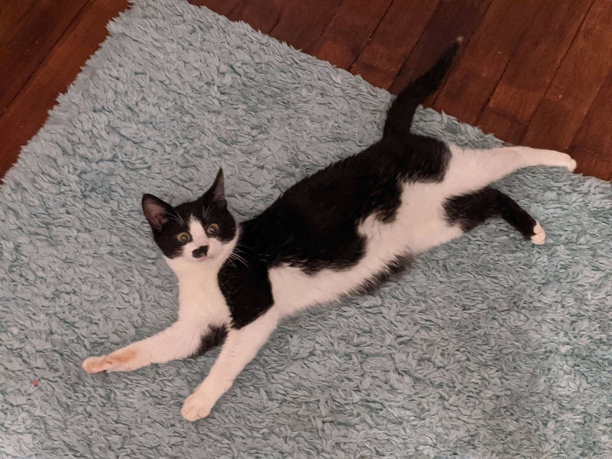 Freddie is registered to the contest to win money with this photo: carnivore, cat, domestic_short_haired_cat, eye, felidae, floor, flooring, foot, fur, grey, hardwood, paw, small_to_medium_sized_cats, tail, terrestrial_animal, tree, whiskers, wood