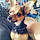 Bruno