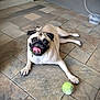 Jeffrey is registered to the contest to win money with this photo: animal, canine, collar, cute, dog, floor, happy, indoor, laying_down, muzzle, paw, pet, pet_toy, playful, pug, small_dog, smiling, tennis_ball, tile_floor, tongue_out