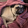 Jeffrey is registered to the contest to win money with this photo: animal, blanket, closeup, comfort, couch, cozy, cute, dog, face, fur, indoor, maroon, pet, portrait, pug, relaxed, resting, snuggled, soft, wrinkled