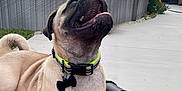 Jeffrey is registered to the contest to win money with this photo: animal, backyard, collar, concrete, cushion, dog, fence, gazebo, grass, happy, leash, nature, outdoor, pet, pool, pug, red, relaxed, sunlight, tongue