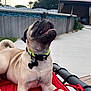 animal, backyard, collar, concrete, cushion, dog, fence, gazebo, grass, happy, leash, nature, outdoor, pet, pool, pug, red, relaxed, sunlight, tongue