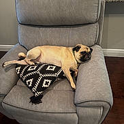 Jeffrey joined the competition — help win amazing prizes! animal, black, canine, chair, comfort, cozy, cushion, cute, dog, furniture, home, indoor, laying_down, living_room, pet, portrait, pug, relaxing, resting, tan