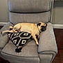 animal, black, canine, chair, comfort, cozy, cushion, cute, dog, furniture, home, indoor, laying_down, living_room, pet, portrait, pug, relaxing, resting, tan