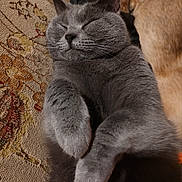 Riio participe au concours pour gagner de l'argent avec cette photo : abyssinian, animal, armchair, canine, cat, chair, couch, dog, furniture, hardwood, homedecor, kitten, linen, manx, person, pet, siamese, sleeping, wood