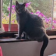 Riio a rejoint le concours — aidez-le/la à gagner de superbes lots ! animal, cat, curious, daylight, feline, flowers, fur, gray_cat, greenery, home, indoor, looking, nature_outside, pet, pink_flowers, plant_pot, sitting, tail, window_screen, windowsill