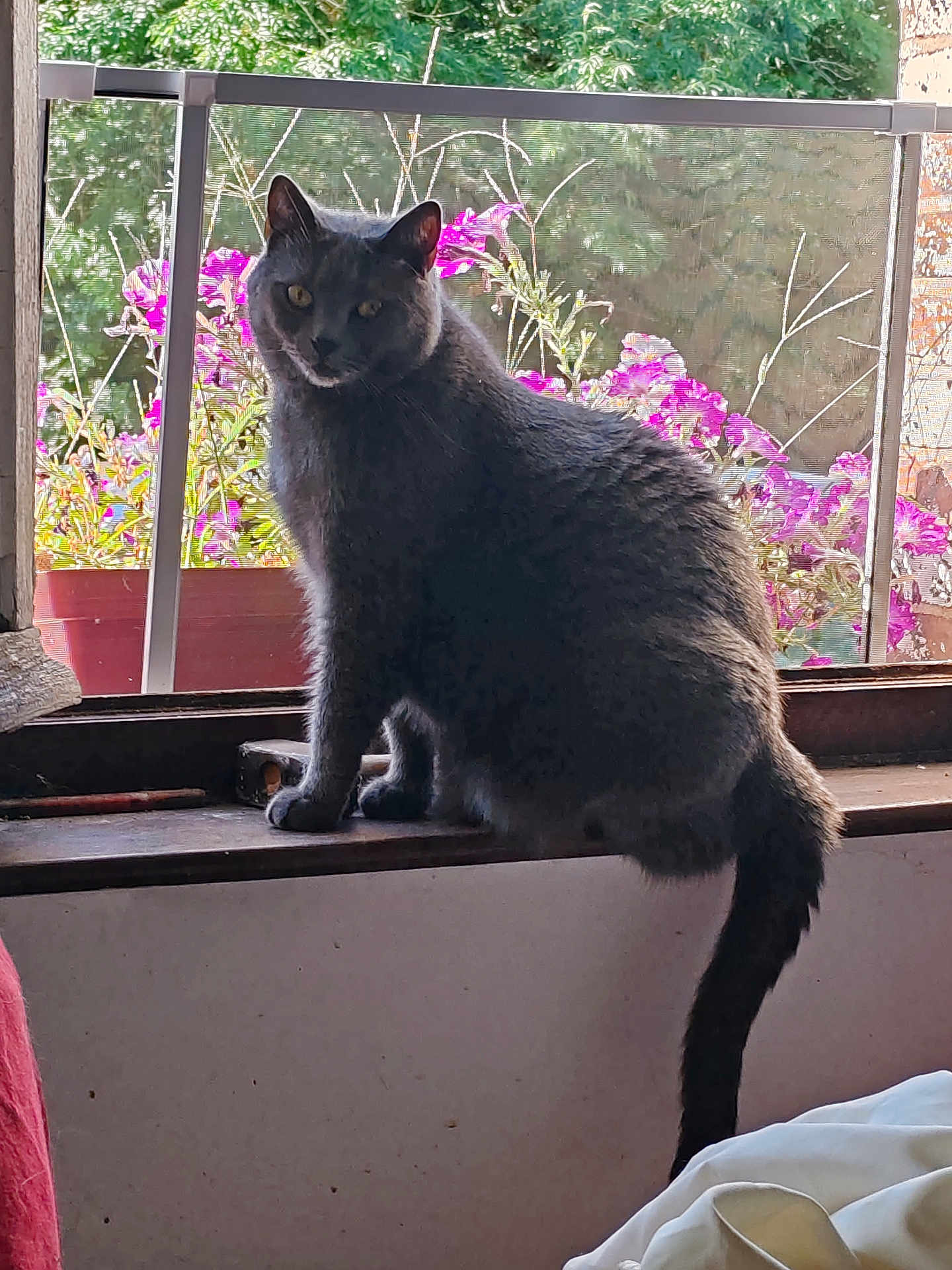 Riio a rejoint le concours — aidez-le/la à gagner de superbes lots ! animal, cat, curious, daylight, feline, flowers, fur, gray_cat, greenery, home, indoor, looking, nature_outside, pet, pink_flowers, plant_pot, sitting, tail, window_screen, windowsill