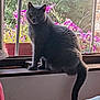 Riio participe au concours pour gagner de l'argent avec cette photo : animal, cat, curious, daylight, feline, flowers, fur, gray_cat, greenery, home, indoor, looking, nature_outside, pet, pink_flowers, plant_pot, sitting, tail, window_screen, windowsill