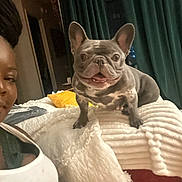 Your Majesty joined the competition — help win amazing prizes! animal, blanket, comfort, cozy, curtains, dog, ear, face, french_bulldog, furniture, happy, home, indoor, lamp, person, pet, portrait, relaxed, resting, smiling