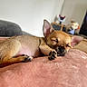 Mya participe au concours pour gagner de l'argent avec cette photo : puppy, dog, sleeping, nap, cute, small, brown, fur, pet, indoors, blanket, soft, cozy, rest, ears, paw, closeup, animal, domestic, relaxation