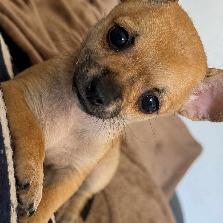 Mya