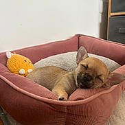 Mya a rejoint le concours — aidez-le/la à gagner de superbes lots ! puppy, dog, sleeping, bed, pink_bed, toy, knitted_toy, cozy, cute, indoor, resting, small_dog, pet, canine, sleep, fur, adorable, animal, relaxing, quiet