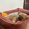 puppy, dog, sleeping, bed, pink_bed, toy, knitted_toy, cozy, cute, indoor, resting, small_dog, pet, canine, sleep, fur, adorable, animal, relaxing, quiet