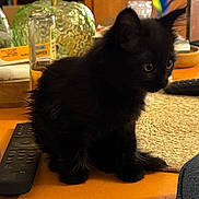Châtaigne participe au concours pour gagner de l'argent avec cette photo : animal, black_cat, closeup, curious, cute, decor, domestic_cat, eyes, fluffy, fur, furniture, household_item, indoor, kitten, pet, remote_control, sitting, small, table, whiskers