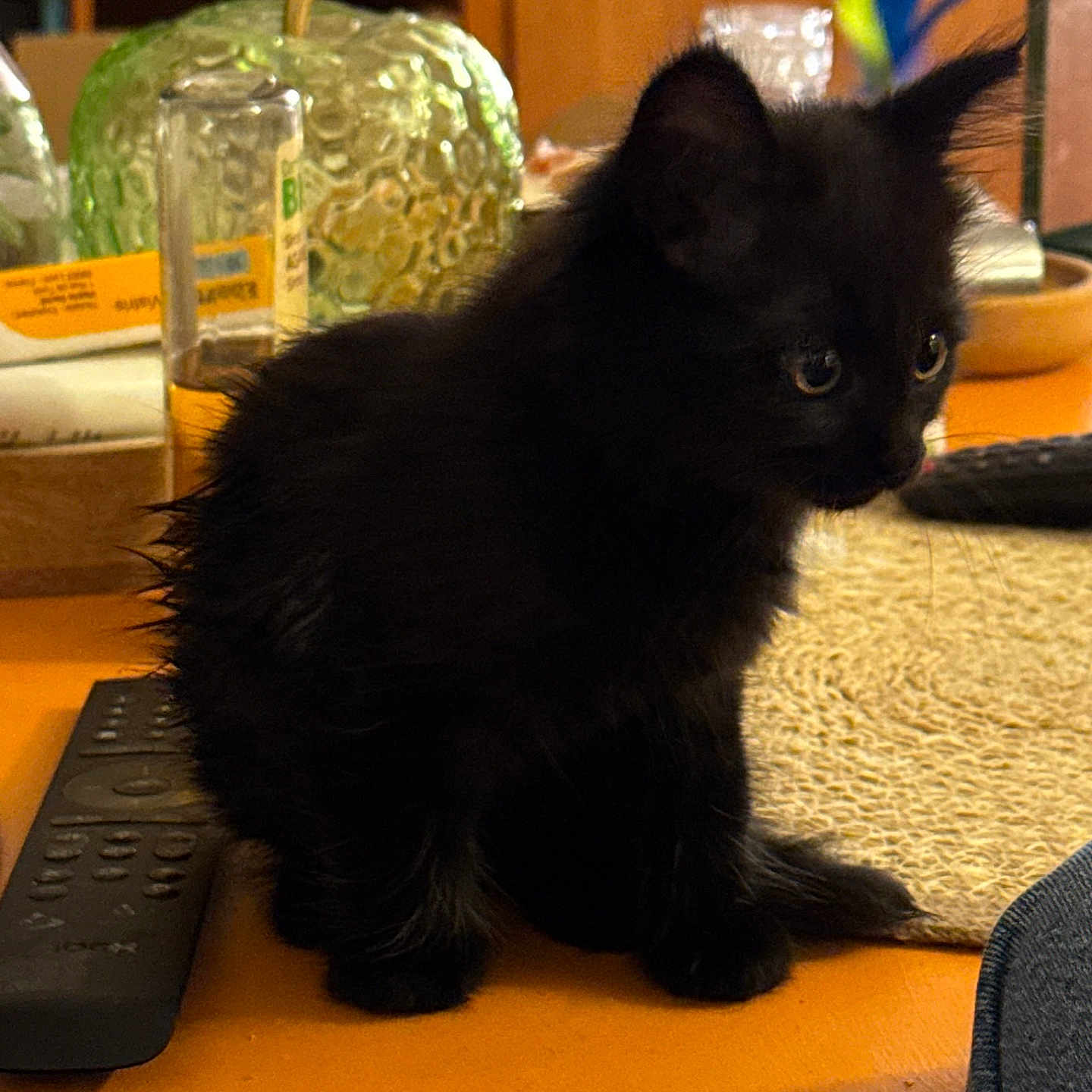 Châtaigne participe au concours pour gagner de l'argent avec cette photo : animal, black_cat, closeup, curious, cute, decor, domestic_cat, eyes, fluffy, fur, furniture, household_item, indoor, kitten, pet, remote_control, sitting, small, table, whiskers