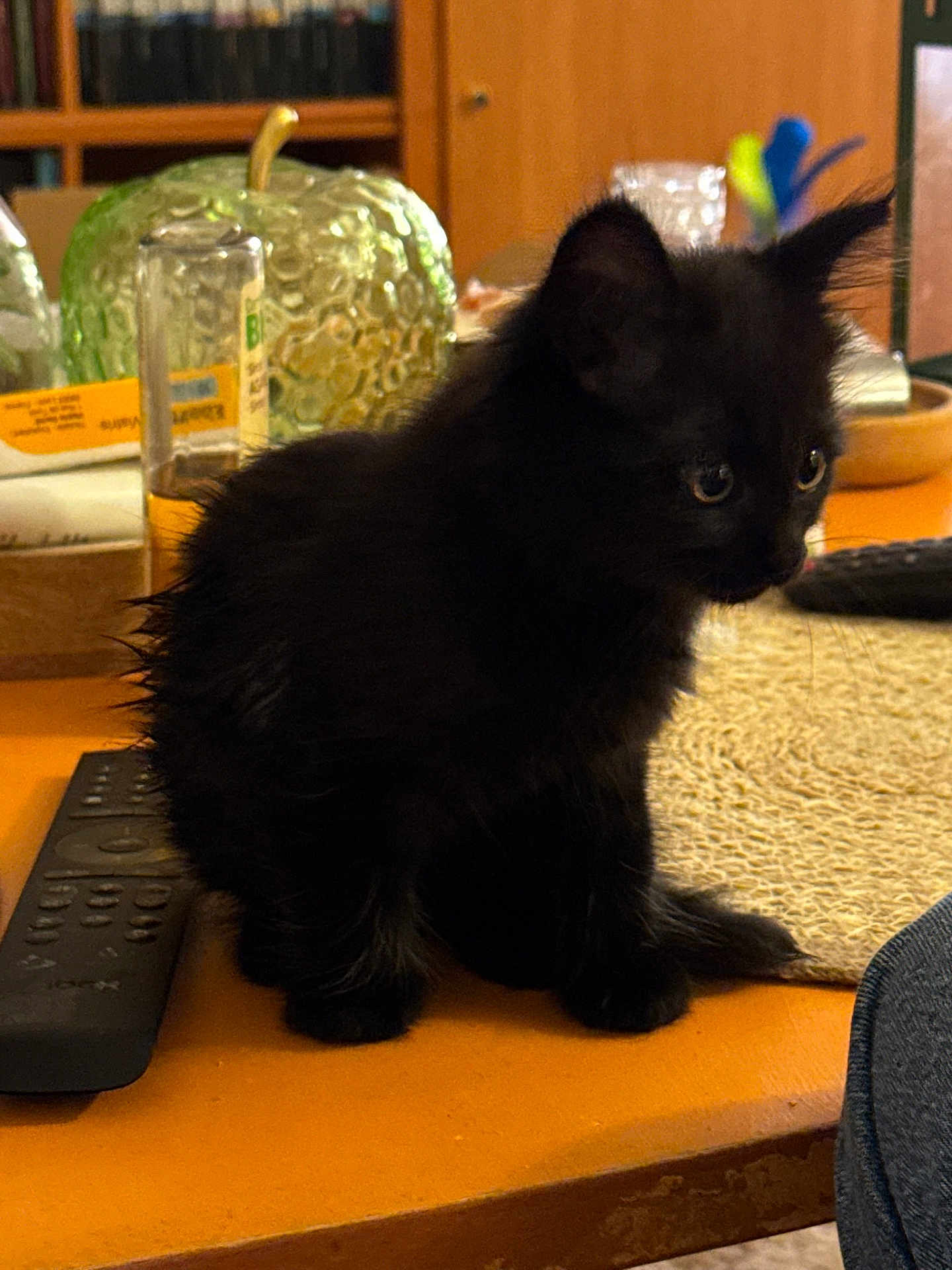 Châtaigne participe au concours pour gagner de l'argent avec cette photo : animal, black_cat, closeup, curious, cute, decor, domestic_cat, eyes, fluffy, fur, furniture, household_item, indoor, kitten, pet, remote_control, sitting, small, table, whiskers