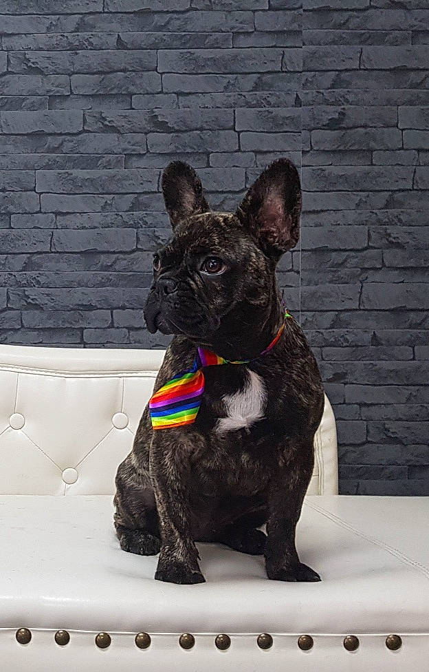 Riff participe au concours pour gagner de l'argent avec cette photo : canidae, carnivore, companion_dog, dog, dog_breed, dog_collar, fawn, french_bulldog, mammal, non_sporting_group, puppy, snout, vertebrate