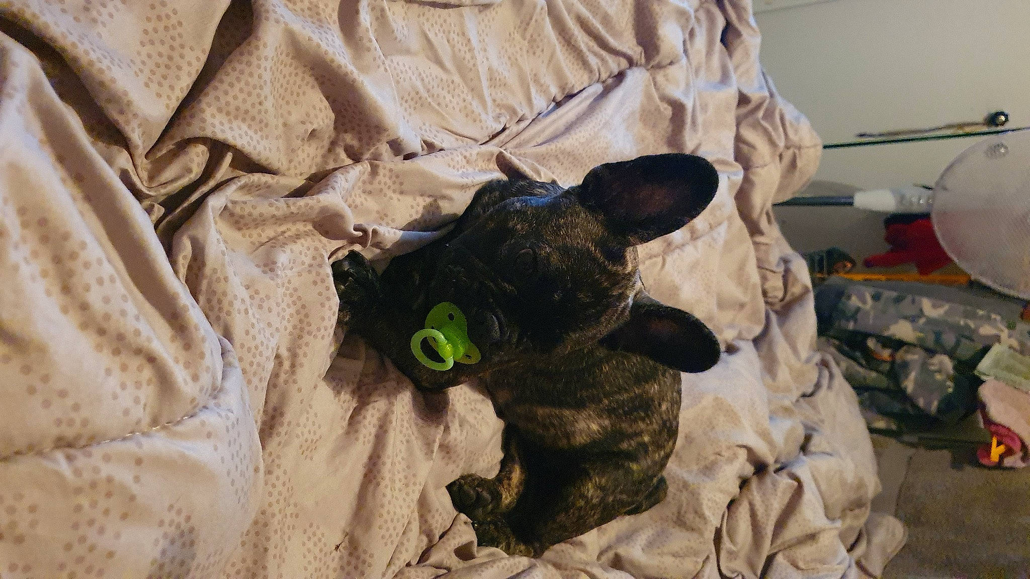 Riff a rejoint le concours — aidez-le/la à gagner de superbes lots ! canidae, carnivore, cat, devon_rex, ear, felidae, french_bulldog, fur, non_sporting_group, personal_protective_equipment, snout, stuffed_toy, toy, whiskers