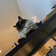 Jiji a rejoint le concours — aidez-le/la à gagner de superbes lots ! animal, architecture, building, cat, drawer, furniture, handrail, hardwood, house, housing, indoors, interiordesign, kitten, lamp, lighting, pet, shelf, siamese, staircase, wood