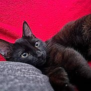 Natsu a rejoint le concours — aidez-le/la à gagner de superbes lots ! black_cat, cat, pet, animal, feline, indoor, blanket, red, cushion, gray, fur, whiskers, ears, relaxing, closeup, portrait, looking, eyes, cozy, resting