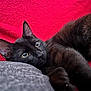 black_cat, cat, pet, animal, feline, indoor, blanket, red, cushion, gray, fur, whiskers, ears, relaxing, closeup, portrait, looking, eyes, cozy, resting