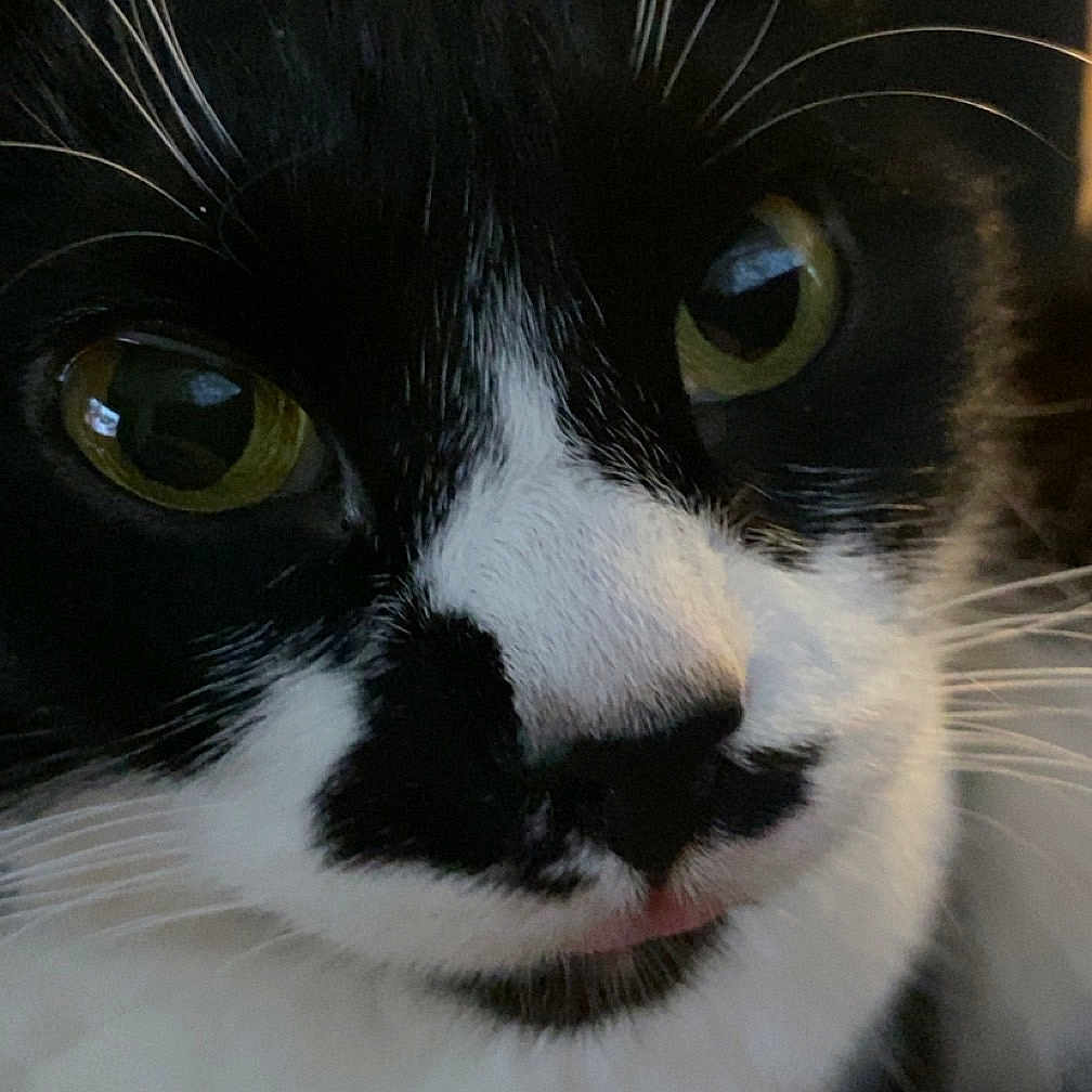 Stella joined the competition — help win amazing prizes! abyssinian, angora, animal, blackcat, bodypart, cat, kitten, manx, mouth, person, pet, siamese, snout